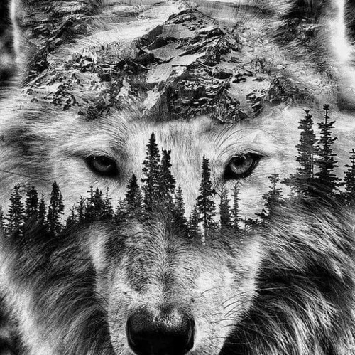 Lupo bianco foresta tatoo - lupo,