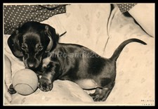 Foto, mostra di cani di razza Erzgeb., formazione Teckel i.d., cucciolo con p...