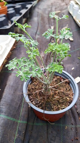 Pelargonium carnosum piante - carnosum,