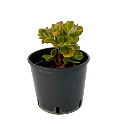 Crassula ovata - crassula,