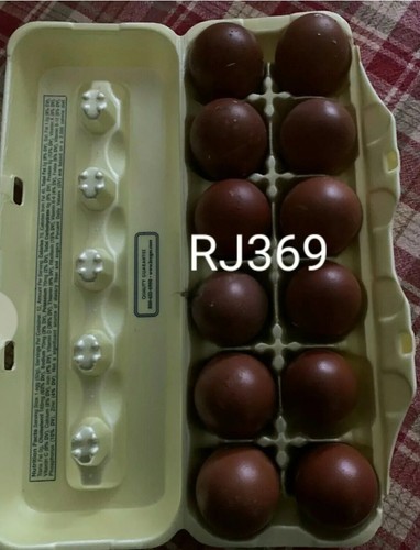 Black copper marans - ●☆black,