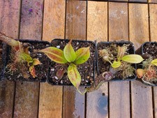 nepenthes burbidgeae seedgrown