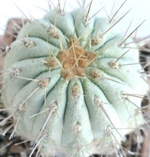 Copiapoa cinerea var. gigantea - Copiapoa gigante | Cactus Copiapoa