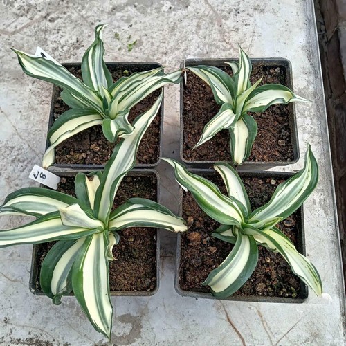 Agave desmetiana variegata - agave, "variegata"