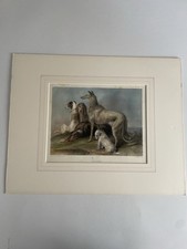 Xilografia in Pass acquerellato Fine ‘800 Cani