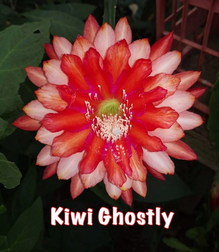 Rare epiphyllum kiwi - -, ghostly