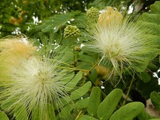 10 SEMI DI ALBIZIA AMARA -SEME