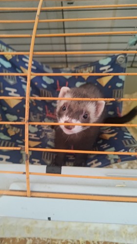 Cucciolo furetto - cucciolo,