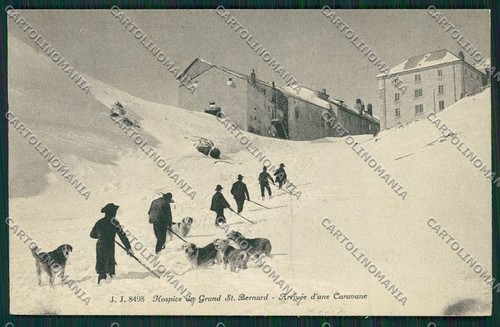Aosta gran san bernardo cane - gran,