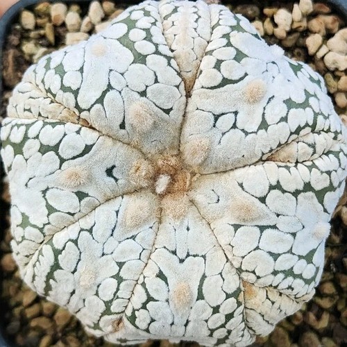 Astrophytum asterias type - asterias, v-type