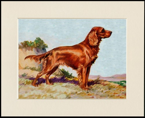 Setter irlandese cane - irlandese,