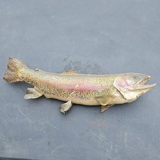 Rainbow Trout Fish Taxidermy