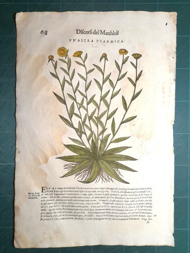 Mattioli matthioli erbario - mattioli, a