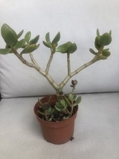 Crassula Ovata - Albero di