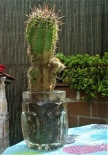 cactus "Boccale Birra a Spina"