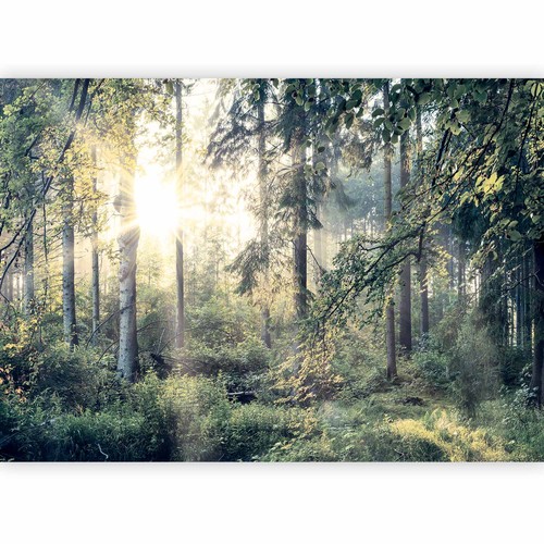 Natura paesaggio foresta - natura,