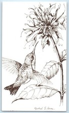 Ruby Throated Hummingbird On Bee Balm Flowers Rachel S Horne Signed Postcard