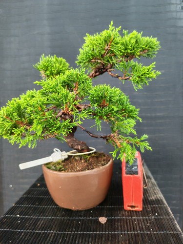 Bonsai ginepro itoigawa cm - ginepro,