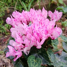 Fiori ciclamino ciclamino 8