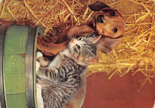 Cartolina cane gatto - cartolina,