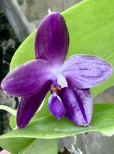 Phalaenopsis testrapsis ibrido