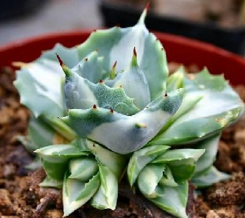 Agave shoji raijin variegata