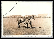 Foto, polizia di protezione