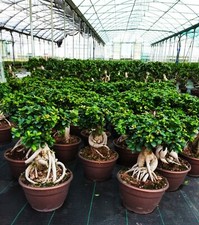 Bonsai ficus ginseng - ginseng,
