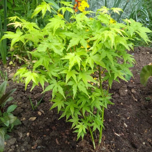 Pianta acero acer winter - pianta,