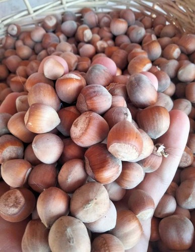Nocciole con guscio origine - guscio,
