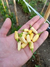 Semi habanero white bullet - semi,