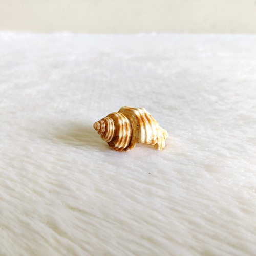 Conchiglia mare naturale - conchiglia,
