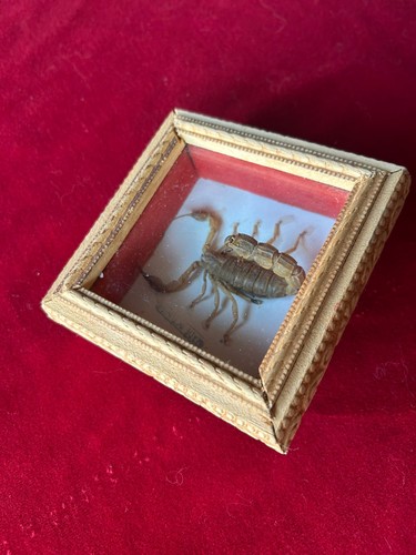 Scorpione scorpion tassidermia