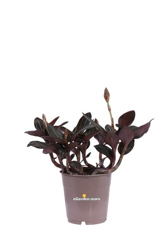 Pianta vera ludisia - pianta,