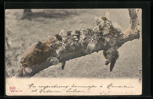Cartolina giovani gatti un - giovani,