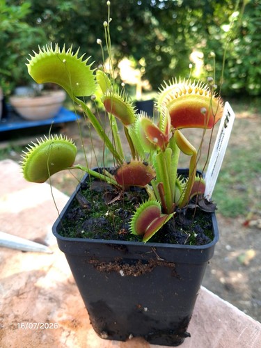 Dionaea muscipula dentate - 'dentate, '