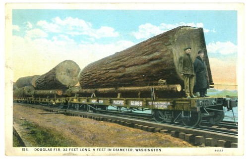 Douglas fir piedi di - douglas,
