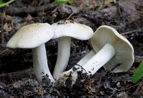 Calocybe gambosa fungo - di, san