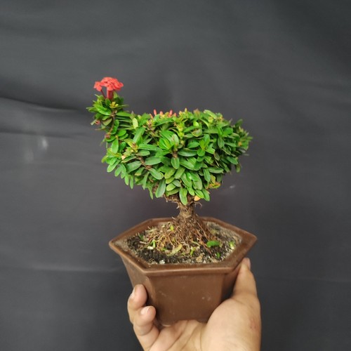 Bonsai albero vivente ixora - vivente,
