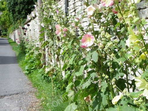 Photo 6x4 hollyhocks - 6x4,