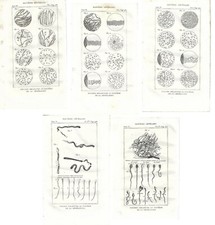 Stampe antiche RIPRODUZIONE