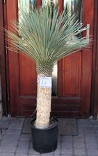 Yucca rostrata dal messico - rostrata,