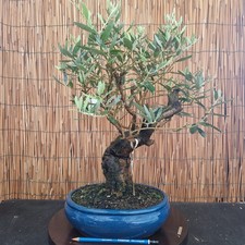 Bonsai di Olivo h 48cm Visita
