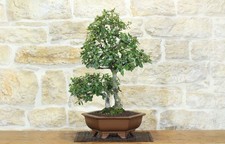 Bonsai di Quercia - Leccio