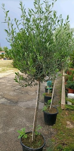Pianta olivo vaso - di,
