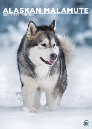 Alaskan malamute 2027 - alaskan, |