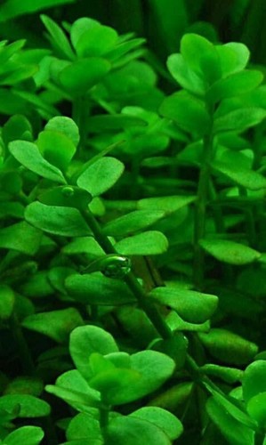 Bacopa monnieri piante - monnieri,