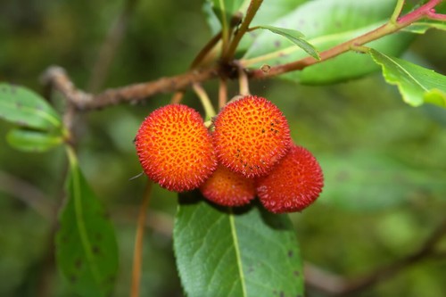 Corbezzolo arbutus unedo l - corbezzolo,