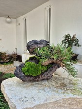 Bonsai di Pino nero thunbergii