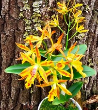 Bellissimo trucco Cattleya